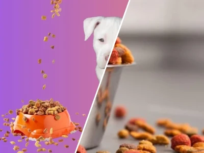 Bí Quyết Chọn Thức Ăn Cho Chó Pitbull Phát Triển Toàn Diện