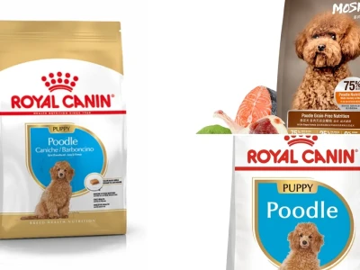 Bí quyết chọn Thức ăn cho chó Poodle khỏe mạnh toàn diện