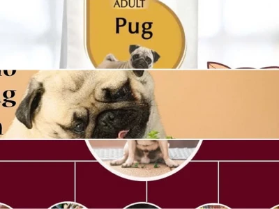 Bí Quyết Chọn Thức Ăn Cho Chó Pug Hoàn Hảo Năm 2026