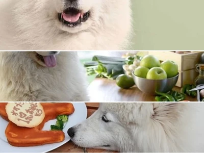 Bí Quyết Chọn Thức Ăn Cho Chó Samoyed Tinh Khôi
