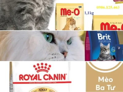 Bí Quyết Chọn Thức Ăn Cho Mèo Ba Tư Hoàn Hảo