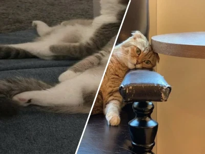Bí quyết giúp Mèo ốm dậy bỏ ăn phục hồi sức khỏe nhanh chóng