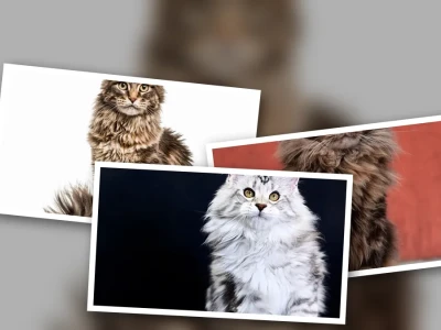 Bí quyết Tăng Cơ cho Mèo Maine Coon Khỏe Mạnh Toàn Diện