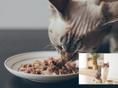 Bí quyết Trộn Hạt với Pate Cho Mèo Đúng Chuẩn, Tối Ưu Dinh Dưỡng