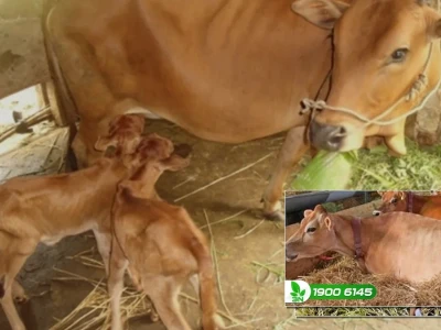 Bò Bị Chướng Bụng Đầy Hơi Nguyên Nhân Và Cách Điều Trị Hiệu Quả