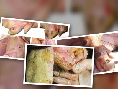 Bò bị lở mồm long móng Nguyên nhân triệu chứng và cách điều trị hiệu quả