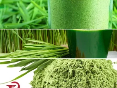 Bột Cỏ Lúa Mì Công Dụng Và Lợi Ích Tuyệt Vời Cho Sức Khỏe