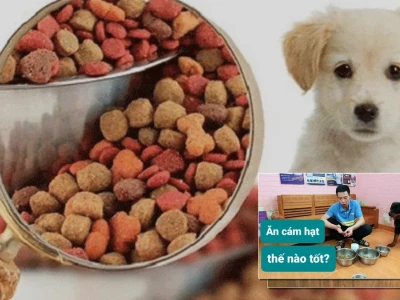 Cách Ngâm Hạt Cho Chó Con Đúng Chuẩn Giúp Bé Khỏe Mạnh
