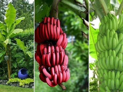 Cây Chuối Nuôi Lợn Phương Pháp Ưu Việt Giảm Chi Phí