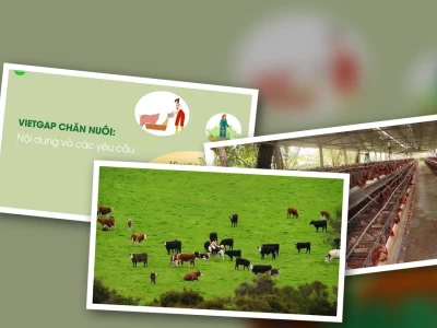 Chăn nuôi VietGAP Giải pháp bền vững cho ngành heo