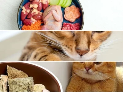 Chế độ Raw Food cho mèo lớn Lợi ích và Rủi ro Cần biết
