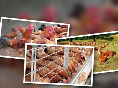 Chi phí Nuôi 100 Con Gà Thả Vườn Năm 2026