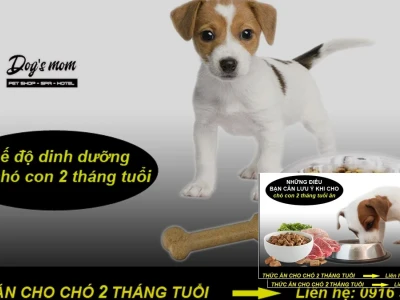 Chó 2 tháng tuổi ăn gì Dinh dưỡng và Chăm sóc Toàn diện