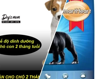 Chó 2 tháng tuổi ăn gì Hướng dẫn chi tiết từ chuyên gia