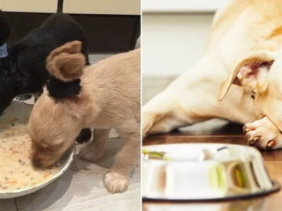 Chó bị tiêu chảy ăn gì Giải pháp dinh dưỡng hiệu quả