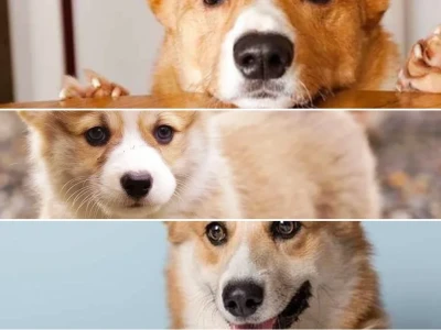 Chó Corgi ăn gì để khỏe xương và phát triển toàn diện