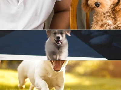 Chó đang phát triển cần gì Dinh dưỡng tối ưu cho từng giai đoạn