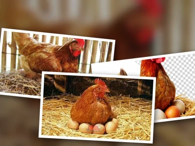 Cho gà mái ấp tự nhiên Quy trình chi tiết Tỷ lệ nở cao