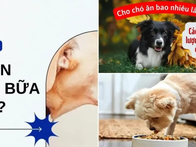 Chó Lớn Ăn Bao Nhiêu Là Đủ Hướng Dẫn Chi Tiết Từ Chuyên Gia