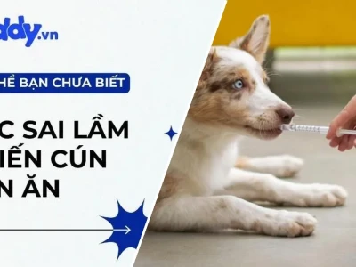 Chó nhỏ kén ăn phải làm sao Giải pháp Toàn diện Từ Chuyên Gia