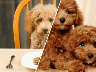Chó Poodle 2 Tháng Tuổi Ăn Gì Tốt Nhất Cho Sự Phát Triển Toàn Diện