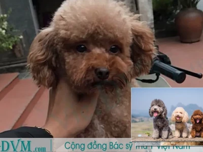 Chó Poodle Bị Phai Màu Lông Nguyên Nhân Và Cách Khắc Phục Hiệu Quả