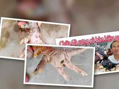 Chữa gà bị sưng củ bàn Nguyên nhân và cách điều trị hiệu quả