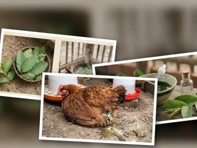 Chữa Gà Tiêu Chảy Bằng Đọt Ổi Phương Pháp Dân Gian Hiệu Quả