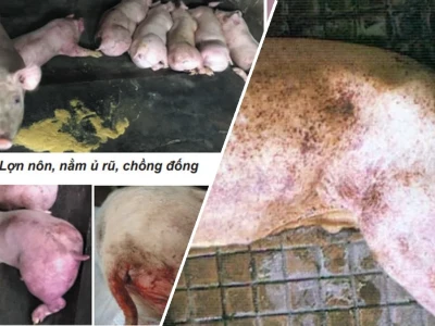 Dịch tả lợn Châu Phi Biểu hiện và Cách Phòng tránh Hiệu quả 2026