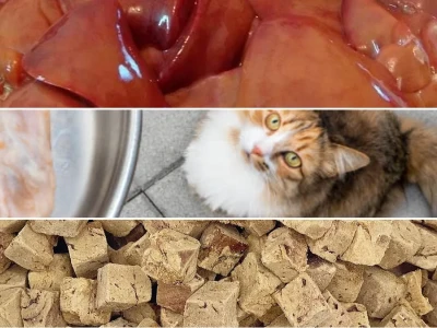 Gan Lợn Gan Gà Cho Mèo Lợi Ích Và Nguy Cơ Cần Biết