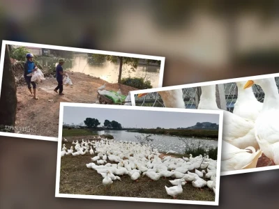 Giá thu mua gà vịt hôm nay cập nhật mới nhất 2026
