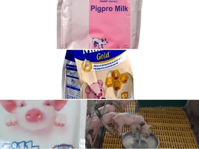 Giải Pháp Cứu Vãn Heo Con Mất Mẹ Với Sữa Bột Tối Ưu