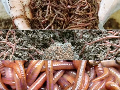 Giun Quế Chăn Nuôi Lợi Ích Kép Cho Nông Nghiệp Hiện Đại