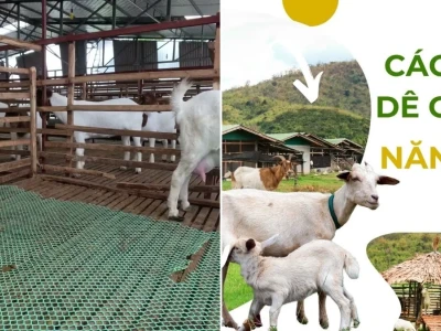 Hướng Dẫn Chăm Sóc Dê Con Sơ Sinh Toàn Diện