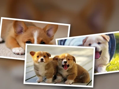 Hướng dẫn Chó con ăn dặm Đúng cách và Đảm bảo Dinh dưỡng
