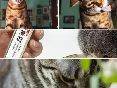 Khám Phá Cỏ Mèo (Catnip) Công Dụng Tuyệt Vời Cho Mèo