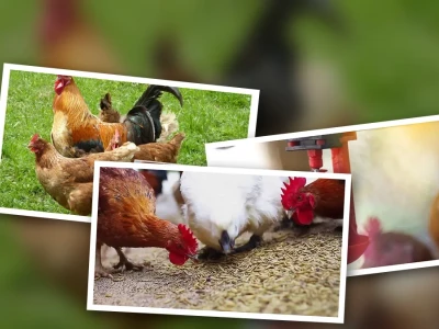 Khám phá Lợi ích Tuyệt vời Khi Cho Gà Uống Nước Tỏi