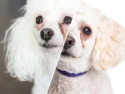 Khám Phá Nguyên Nhân Chó Poodle Chảy Nước Mắt