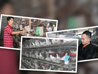 Khởi nghiệp Nuôi Chim Bồ Câu Pháp Thành Công