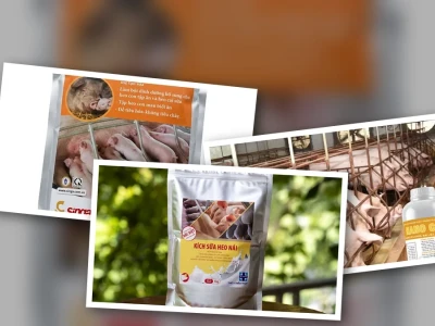 Kích sữa cho lợn nái sau sinh: Bí quyết tối ưu sản lượng và sức khỏe đàn con
