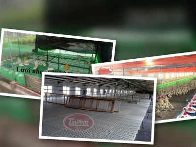 Kỹ thuật làm chuồng vịt sàn hiệu quả cho năng suất cao