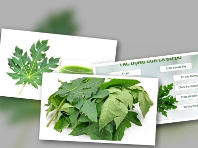 Lá Đu Đủ Phòng Bệnh Gà Công Dụng Và Cách Dùng Hiệu Quả