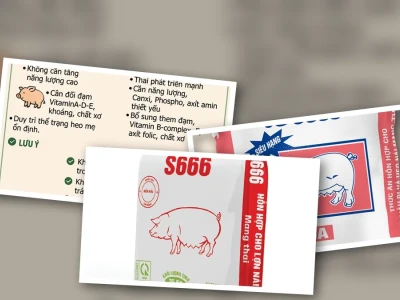 Lợn Nái Mang Thai Ăn Gì Đảm Bảo Sức Khỏe Và Tăng Sản Lượng