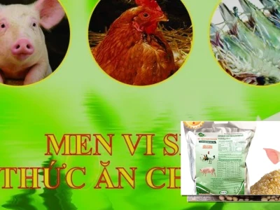 Men Vi Sinh Ủ Thức Ăn Hỗ Trợ Chăn Nuôi Toàn Diện