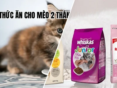 Mèo 2 tháng tuổi ăn gì Chế độ dinh dưỡng tối ưu