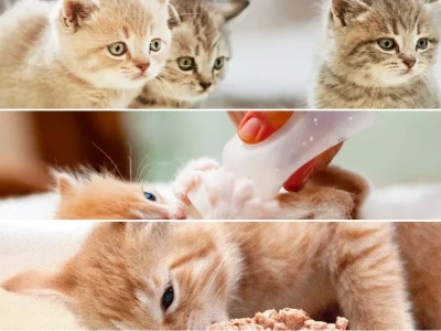 Mèo 3 tháng tuổi ăn gì và chế độ dinh dưỡng tối ưu