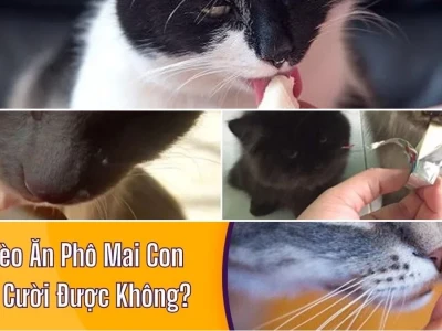 Mèo ăn phô mai Con Bò Cười Liệu Có An Toàn