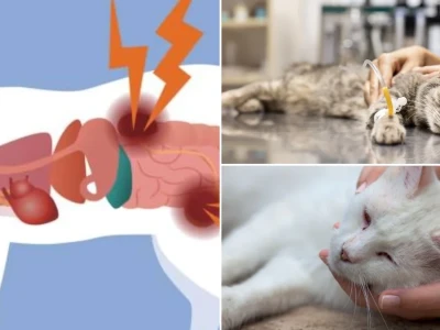 Mèo Bị Suy Thận Nguyên Nhân Dấu Hiệu và Cách Chăm Sóc