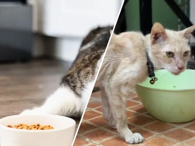 Mèo Con Kén Ăn Những Nguyên Nhân Và Cách Khắc Phục Hiệu Quả