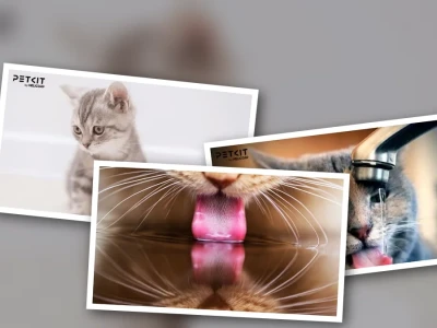 Mèo Lười Uống Nước Nguyên Nhân Và Giải Pháp Hiệu Quả